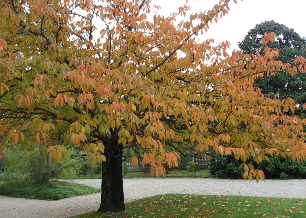 Kit De Culture - Cerisier Du Japon - 30 Graines - Prunus Serrulata 9 Kit De Culture - Cerisier Du Japon - 30 Graines - Prunus Serrulata - Image 7