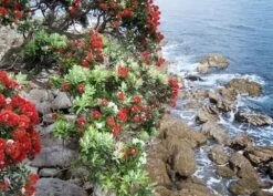 Kit De Culture - L'arbre De Noël De Nouvelle-zélande - 300 Graines - Metrosideros Excelsa 13 Kit De Culture - L'arbre De Noël De Nouvelle-zélande - 300 Graines - Metrosideros Excelsa -Flora Soldes 6406415d283a93.44057268