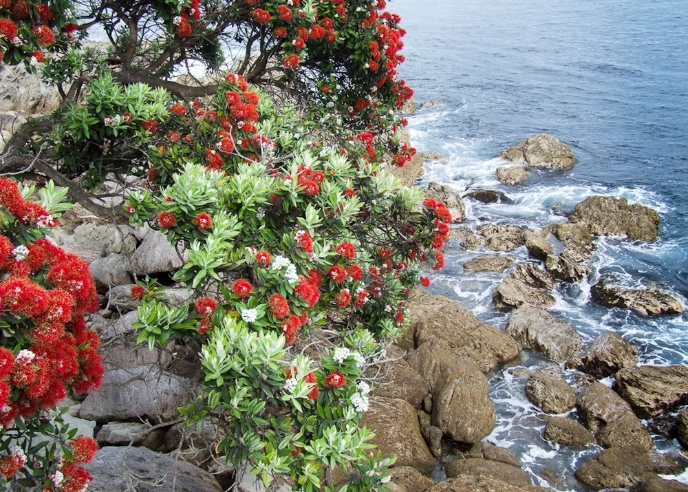 Kit De Culture - L'arbre De Noël De Nouvelle-zélande - 300 Graines - Metrosideros Excelsa 7 Kit De Culture - L'arbre De Noël De Nouvelle-zélande - 300 Graines - Metrosideros Excelsa - Image 5