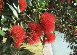 Kit De Culture - L'arbre De Noël De Nouvelle-zélande - 300 Graines - Metrosideros Excelsa 12 Kit De Culture - L'arbre De Noël De Nouvelle-zélande - 300 Graines - Metrosideros Excelsa -Flora Soldes 6406415d3520e7.73193790