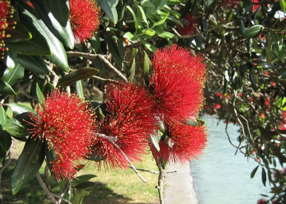 Kit De Culture - L'arbre De Noël De Nouvelle-zélande - 300 Graines - Metrosideros Excelsa 6 Kit De Culture - L'arbre De Noël De Nouvelle-zélande - 300 Graines - Metrosideros Excelsa - Image 4