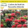 Kit De Culture - L'arbre De Noël De Nouvelle-zélande - 300 Graines - Metrosideros Excelsa 2 Kit De Culture - L'arbre De Noël De Nouvelle-zélande - 300 Graines - Metrosideros Excelsa -Flora Soldes 6406415d3a1517.81048877