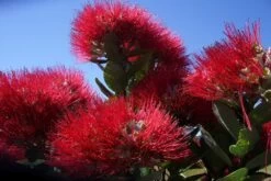 Kit De Culture - L'arbre De Noël De Nouvelle-zélande - 300 Graines - Metrosideros Excelsa 14 Kit De Culture - L'arbre De Noël De Nouvelle-zélande - 300 Graines - Metrosideros Excelsa -Flora Soldes 6406415d3f3842.61166487