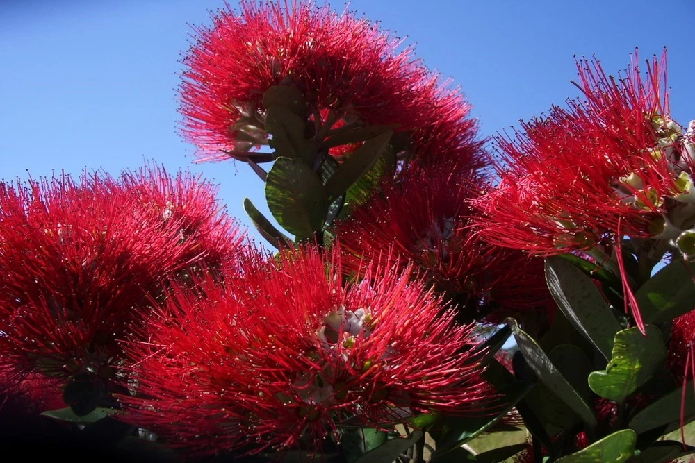 Kit De Culture - L'arbre De Noël De Nouvelle-zélande - 300 Graines - Metrosideros Excelsa 8 Kit De Culture - L'arbre De Noël De Nouvelle-zélande - 300 Graines - Metrosideros Excelsa - Image 6