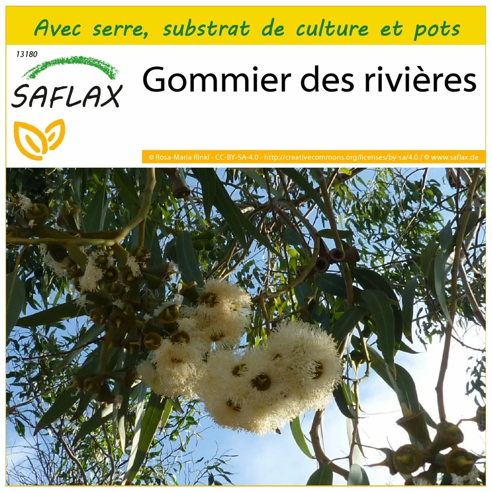 Kit De Culture - Gommier Des Rivières - 200 Graines - Eucalyptus Camaldulensis 3 Kit De Culture - Gommier Des Rivières - 200 Graines - Eucalyptus Camaldulensis