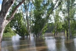 Kit De Culture - Gommier Des Rivières - 200 Graines - Eucalyptus Camaldulensis 15 Kit De Culture - Gommier Des Rivières - 200 Graines - Eucalyptus Camaldulensis -Flora Soldes 64064161619477.71494550