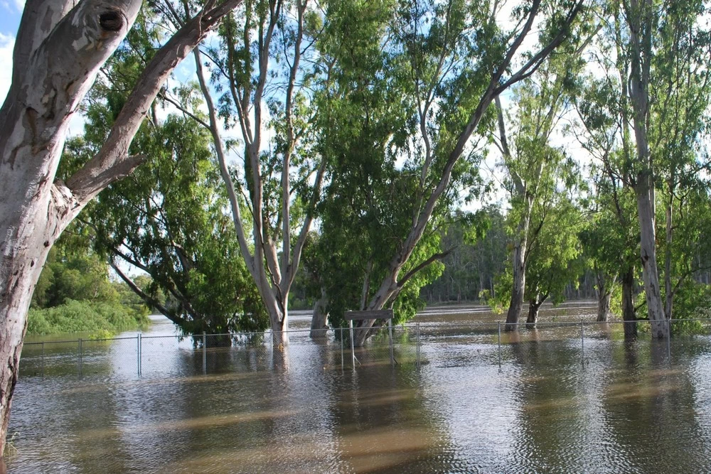 Kit De Culture - Gommier Des Rivières - 200 Graines - Eucalyptus Camaldulensis 9 Kit De Culture - Gommier Des Rivières - 200 Graines - Eucalyptus Camaldulensis – Image 7