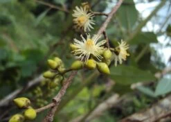 Kit De Culture - Gommier Des Rivières - 200 Graines - Eucalyptus Camaldulensis 12 Kit De Culture - Gommier Des Rivières - 200 Graines - Eucalyptus Camaldulensis -Flora Soldes 640641616b73c7.64330813