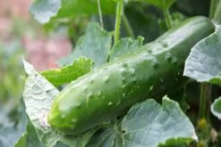 Kit De Culture - Bio - Concombre - Marketmore - 20 Graines - Cucumis Sativus -Flora Soldes 64064169648772.30261151