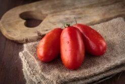Kit De Culture - Bio - Tomate - San Marzano - 15 Graines - Solanum Lycopersicum 13 Kit De Culture - Bio - Tomate - San Marzano - 15 Graines - Solanum Lycopersicum -Flora Soldes 6406416b484bd3.86125803