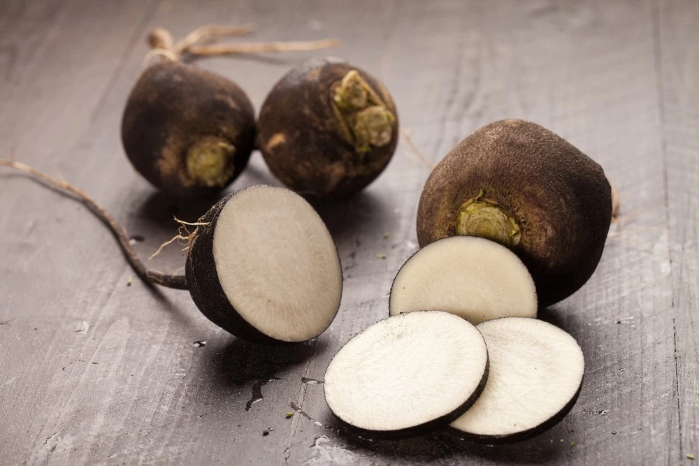 Kit De Culture - Bio - Radis - Noir - 100 Graines - Raphanus Sativus 7 Kit De Culture - Bio - Radis - Noir - 100 Graines - Raphanus Sativus - Image 5