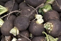 Kit De Culture - Bio - Radis - Noir - 100 Graines - Raphanus Sativus 15 Kit De Culture - Bio - Radis - Noir - 100 Graines - Raphanus Sativus -Flora Soldes 64064173f394f8.17154617