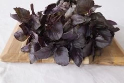 Kit De Culture - Bio - Basilic - Pourpre - 400 Graines - Ocimum Basilicum 13 Kit De Culture - Bio - Basilic - Pourpre - 400 Graines - Ocimum Basilicum -Flora Soldes 6406417786e992.51293442