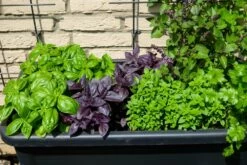 Kit De Culture - Bio - Basilic - Pourpre - 400 Graines - Ocimum Basilicum 15 Kit De Culture - Bio - Basilic - Pourpre - 400 Graines - Ocimum Basilicum -Flora Soldes 64064177a2a743.82127774