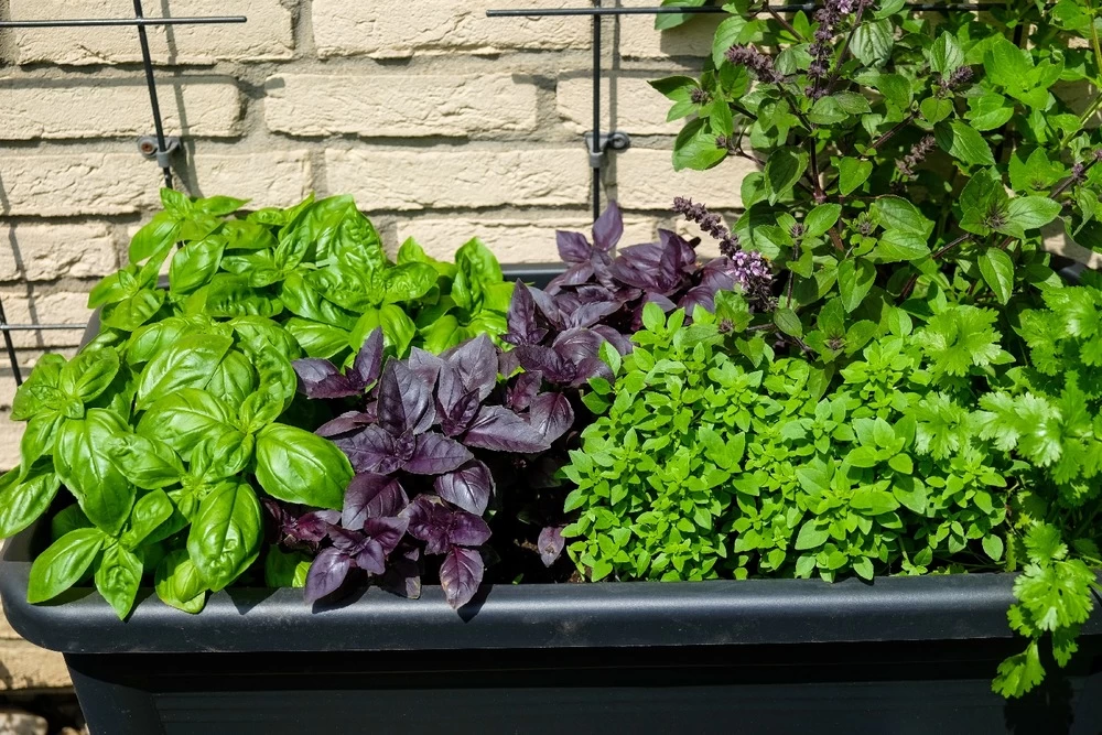 Kit De Culture - Bio - Basilic - Pourpre - 400 Graines - Ocimum Basilicum 9 Kit De Culture - Bio - Basilic - Pourpre - 400 Graines - Ocimum Basilicum - Image 7