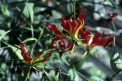 Kit De Culture - Lis De Malabar - 15 Graines - Gloriosa Rothschildiana -Flora Soldes 64064179340333.58024990