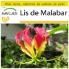 Kit De Culture - Lis De Malabar - 15 Graines - Gloriosa Rothschildiana -Flora Soldes 64064179434a71.50888916