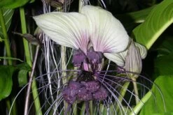 Kit De Culture - Plante Chauve-souris Blanche - 10 Graines - Tacca Integrifolia -Flora Soldes 6406417d5508f9.96415960