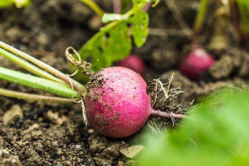 Kit De Culture - Bio - Radis - Cherry Bell - 100 Graines - Raphanus Sativus 7 Kit De Culture - Bio - Radis - Cherry Bell - 100 Graines - Raphanus Sativus - Image 5