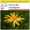 Kit De Culture - Arnica Des Montagnes - 40 Graines - Arnica Montana 1 Kit De Culture - Arnica Des Montagnes - 40 Graines - Arnica Montana -Flora Soldes 640641a909b7e4.18340636