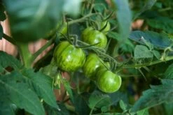 Kit De Culture - Bio - Tomate - Verte Zébrée - 10 Graines - Solanum Lycopersicum -Flora Soldes 640641b042f0d8.95879529