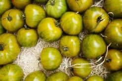 Kit De Culture - Bio - Tomate - Verte Zébrée - 10 Graines - Solanum Lycopersicum -Flora Soldes 640641b048ed84.03400656