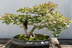 Kit De Culture - Myrte Commun - 30 Graines - Myrtus Communis 9 Kit De Culture - Myrte Commun - 30 Graines - Myrtus Communis -Flora Soldes 640641b37af733.30049485