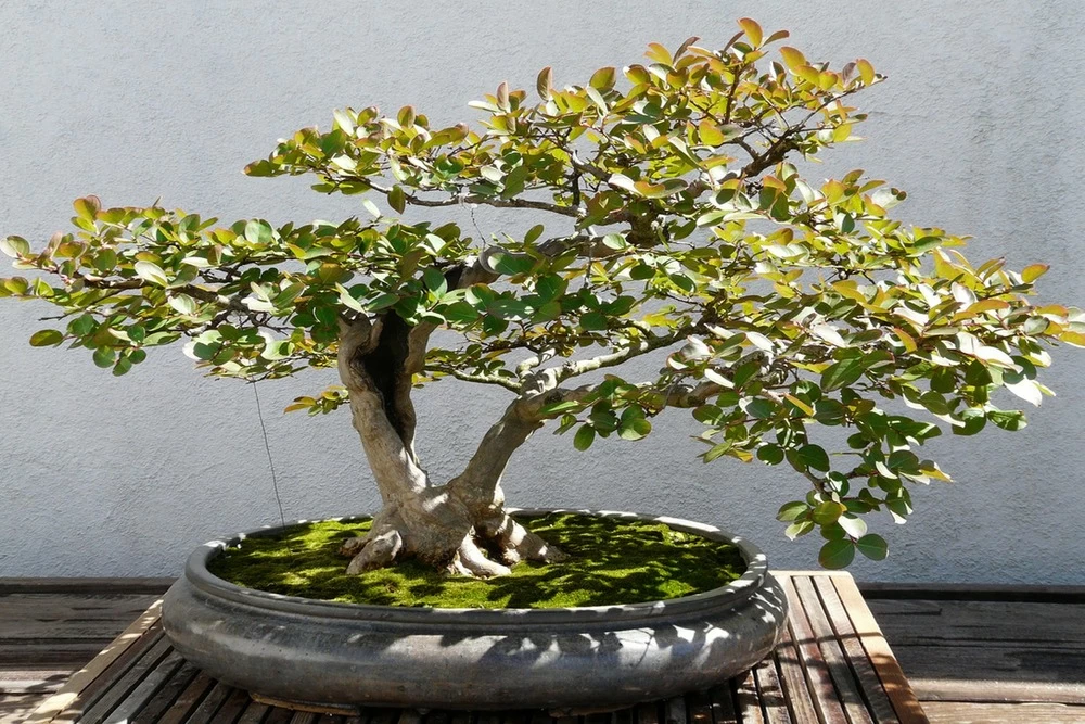 Kit De Culture - Myrte Commun - 30 Graines - Myrtus Communis 6 Kit De Culture - Myrte Commun - 30 Graines - Myrtus Communis - Image 4