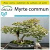 Kit De Culture - Myrte Commun - 30 Graines - Myrtus Communis -Flora Soldes 640641b3834ce6.85569333