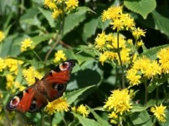 Kit De Culture - Solidage Verge D'or - 100 Graines - Solidago Virgaurea 9 Kit De Culture - Solidage Verge D'or - 100 Graines - Solidago Virgaurea -Flora Soldes 640641b4c90c32.39776300