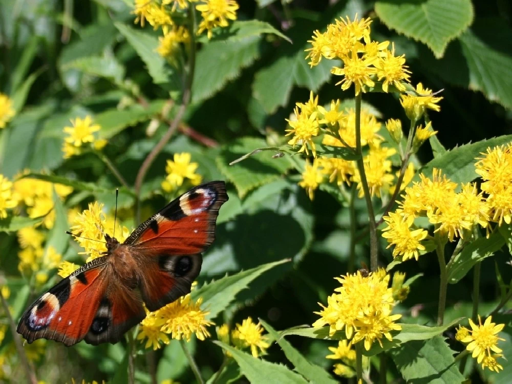 Kit De Culture - Solidage Verge D'or - 100 Graines - Solidago Virgaurea 6 Kit De Culture - Solidage Verge D'or - 100 Graines - Solidago Virgaurea - Image 4