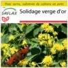 Kit De Culture - Solidage Verge D'or - 100 Graines - Solidago Virgaurea 1 Kit De Culture - Solidage Verge D'or - 100 Graines - Solidago Virgaurea -Flora Soldes 640641b4cf5364.32455388