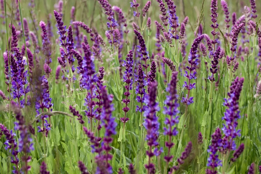 Kit De Culture - Bio - Sauge - 60 Graines - Salvia Officinalis 8 Kit De Culture - Bio - Sauge - 60 Graines - Salvia Officinalis - Image 6