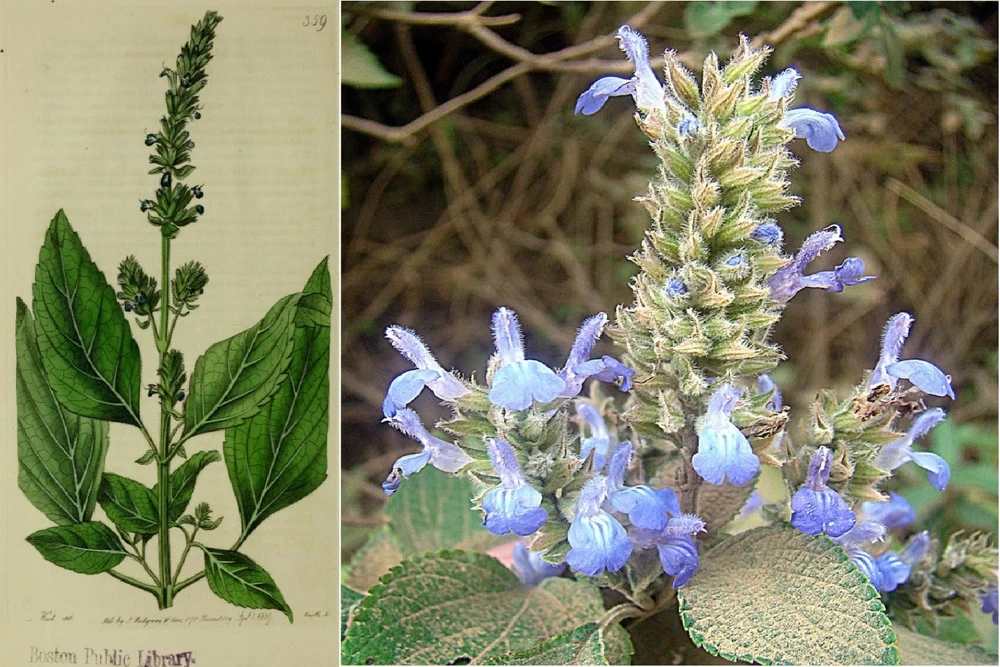 Kit De Culture - Chia - 500 Graines - Salvia Hispanica 6 Kit De Culture - Chia - 500 Graines - Salvia Hispanica - Image 4