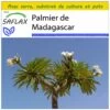 Kit De Culture - Palmier De Madagascar - 10 Graines - Pachypodium Lamerei 2 Kit De Culture - Palmier De Madagascar - 10 Graines - Pachypodium Lamerei -Flora Soldes 640641c709f2f9.19807943
