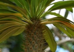 Kit De Culture - Palmier De Madagascar - 10 Graines - Pachypodium Lamerei 15 Kit De Culture - Palmier De Madagascar - 10 Graines - Pachypodium Lamerei -Flora Soldes 640641c7226726.92813528