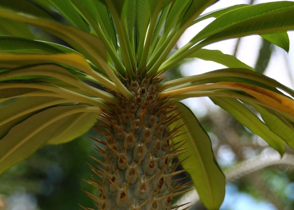 Kit De Culture - Palmier De Madagascar - 10 Graines - Pachypodium Lamerei 9 Kit De Culture - Palmier De Madagascar - 10 Graines - Pachypodium Lamerei - Image 7