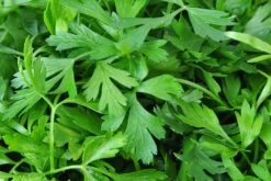 Kit De Culture - Bio - Cerfeuil Commun - 800 Graines - Anthriscus Cerefolium -Flora Soldes 640641c887fe75.85740285