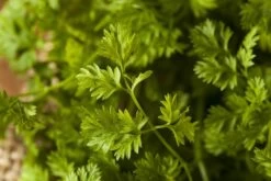 Kit De Culture - Bio - Cerfeuil Commun - 800 Graines - Anthriscus Cerefolium -Flora Soldes 640641c88ea3f5.72719979