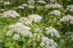 Kit De Culture - Bio - Cerfeuil Commun - 800 Graines - Anthriscus Cerefolium -Flora Soldes 640641c8a30cc8.62953997