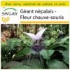 Kit De Culture - Géant Népalais - Fleur Chauve-souris - 10 Graines - Tacca Nevia White -Flora Soldes 640641cb421da8.08619317