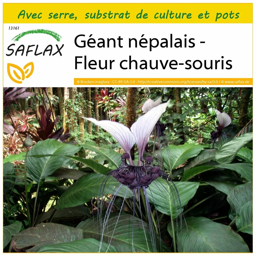 Kit De Culture - Géant Népalais - Fleur Chauve-souris - 10 Graines - Tacca Nevia White 3 Kit De Culture - Géant Népalais - Fleur Chauve-souris - 10 Graines - Tacca Nevia White