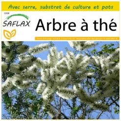 Kit De Culture - Arbre à Thé - 400 Graines - Melaleuca Alternifolia