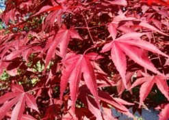 Kit De Culture - Erable Du Japon Pourpre - 20 Graines - Acer Palmatum Atropurpureum 14 Kit De Culture - Erable Du Japon Pourpre - 20 Graines - Acer Palmatum Atropurpureum -Flora Soldes 640641d81e91c2.05775496