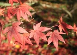 Kit De Culture - Erable Du Japon Pourpre - 20 Graines - Acer Palmatum Atropurpureum 13 Kit De Culture - Erable Du Japon Pourpre - 20 Graines - Acer Palmatum Atropurpureum -Flora Soldes 640641d8236e87.81519951