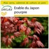 Kit De Culture - Erable Du Japon Pourpre - 20 Graines - Acer Palmatum Atropurpureum 2 Kit De Culture - Erable Du Japon Pourpre - 20 Graines - Acer Palmatum Atropurpureum -Flora Soldes 640641d828db01.67437939