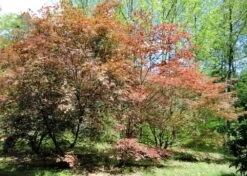 Kit De Culture - Erable Du Japon Pourpre - 20 Graines - Acer Palmatum Atropurpureum 15 Kit De Culture - Erable Du Japon Pourpre - 20 Graines - Acer Palmatum Atropurpureum -Flora Soldes 640641d82dff97.81256788