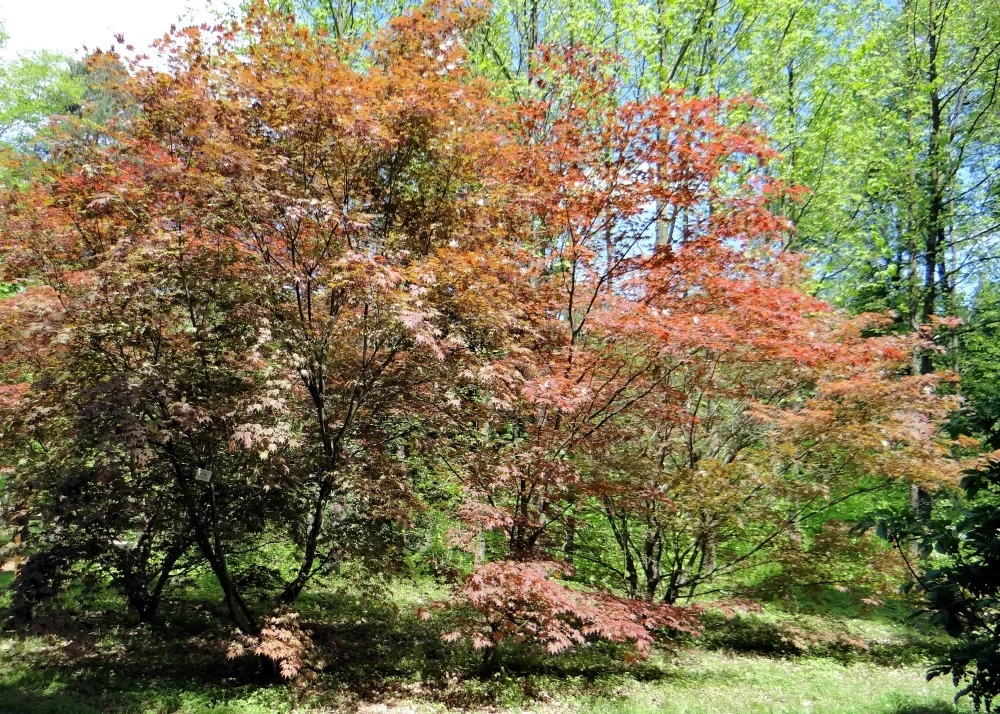 Kit De Culture - Erable Du Japon Pourpre - 20 Graines - Acer Palmatum Atropurpureum 9 Kit De Culture - Erable Du Japon Pourpre - 20 Graines - Acer Palmatum Atropurpureum - Image 7