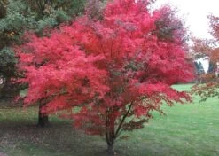 Kit De Culture - Erable Du Japon Pourpre - 20 Graines - Acer Palmatum Atropurpureum 12 Kit De Culture - Erable Du Japon Pourpre - 20 Graines - Acer Palmatum Atropurpureum -Flora Soldes 640641d832b125.23226283