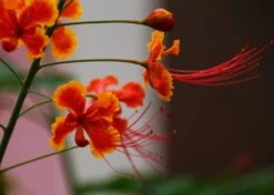 Kit De Culture - Orgueil De Chine - 10 Graines - Caesalpinia Pulcherrima -Flora Soldes 640641f1222758.42542490